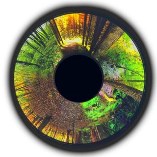 Projector Wheel, Seasonal Forest