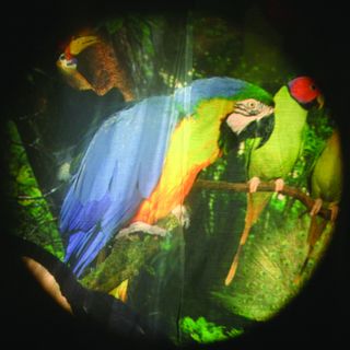 Tropical Birds - 6 Inch Projector Wheel