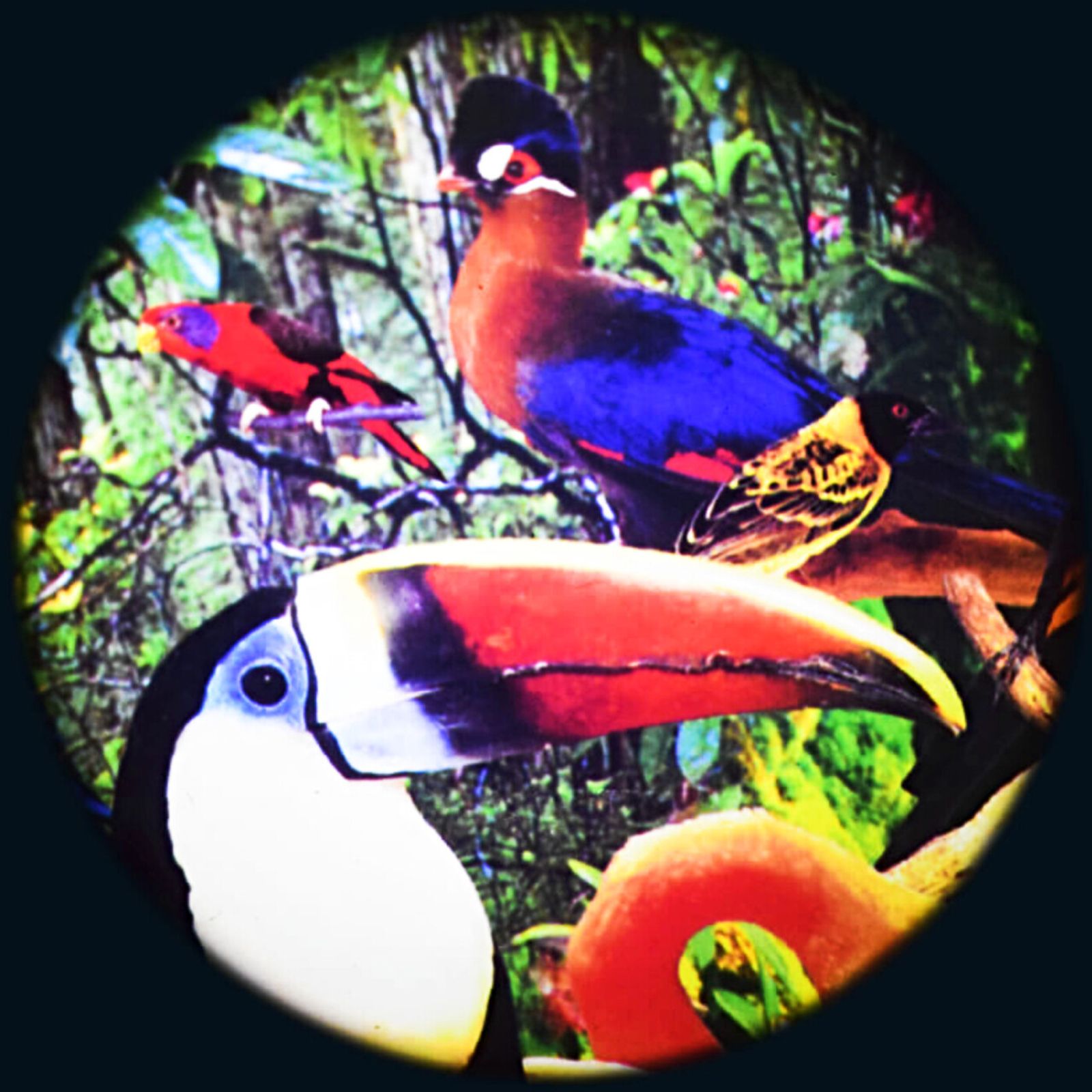 Effects Wheel, Tropical Birds