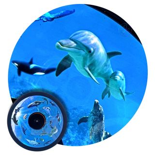 Solar Projector Wheels: Whales & Sealife Wheel  