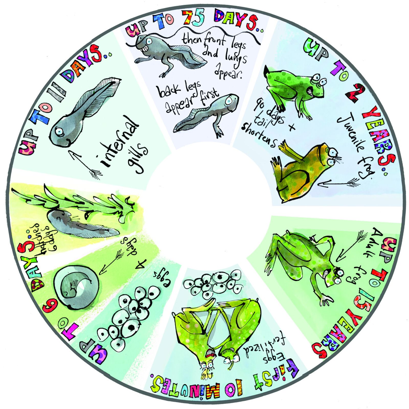 Projector SNAP Wheel, Frog Life Cycle