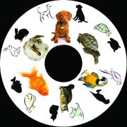 SNAP Projector Wheels  Style: Pets  