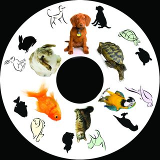SNAP Projector Wheels  Style: Pets  