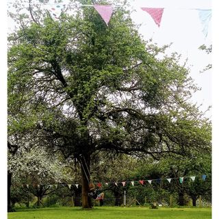 Förlängning rep till gunga
